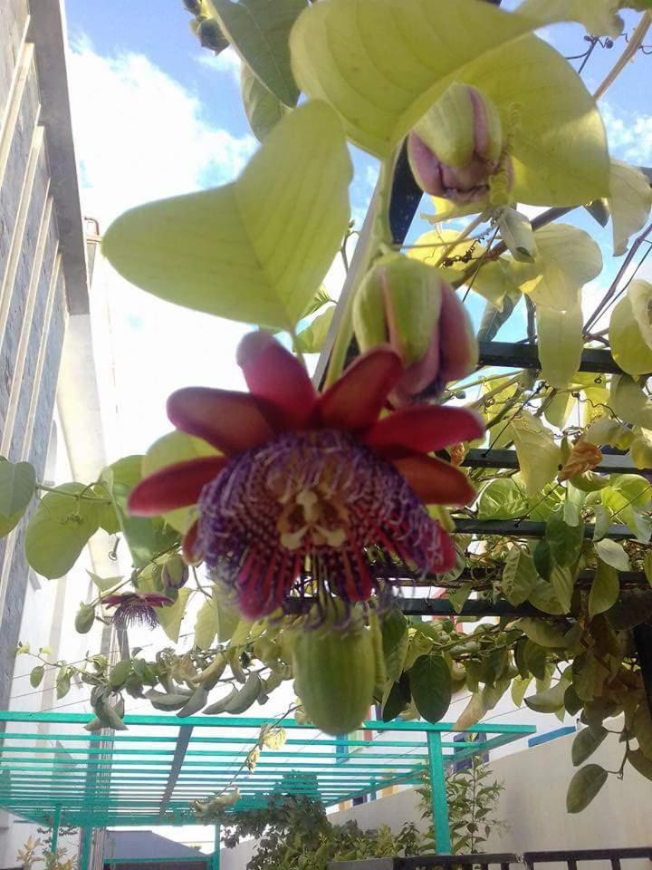 Riad Passiflora Fes Room photo